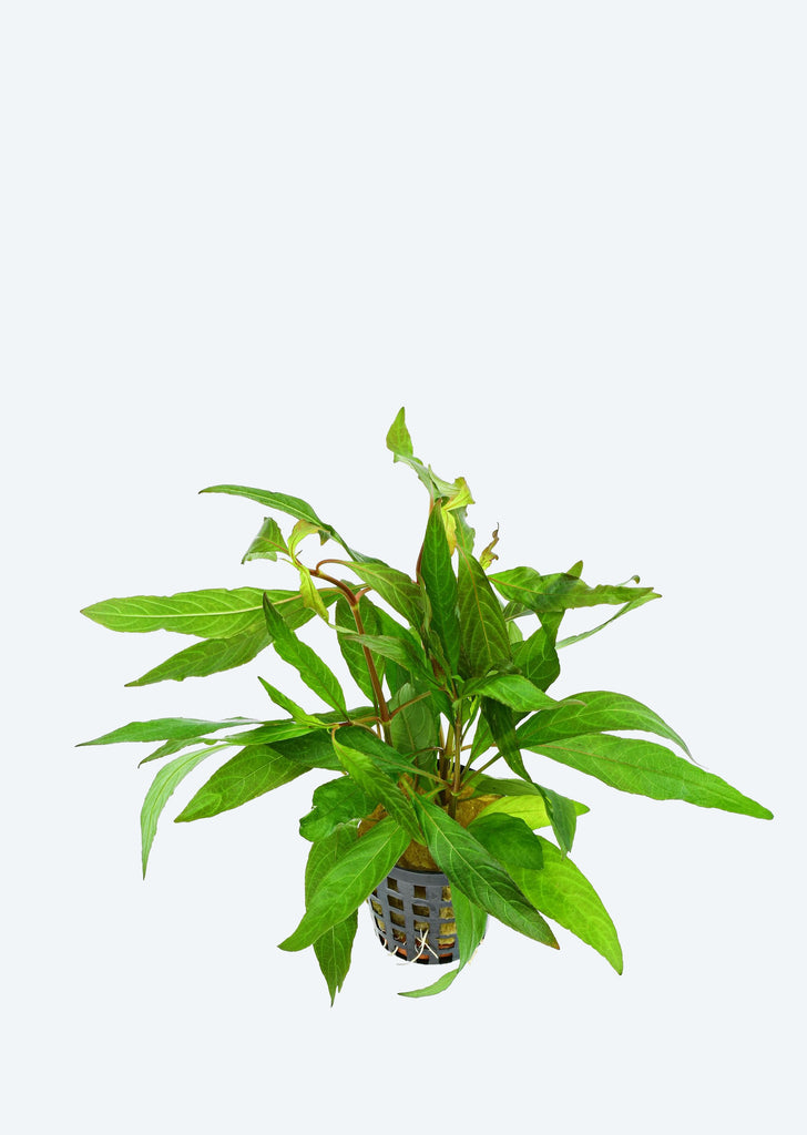 Hygrophila stricta