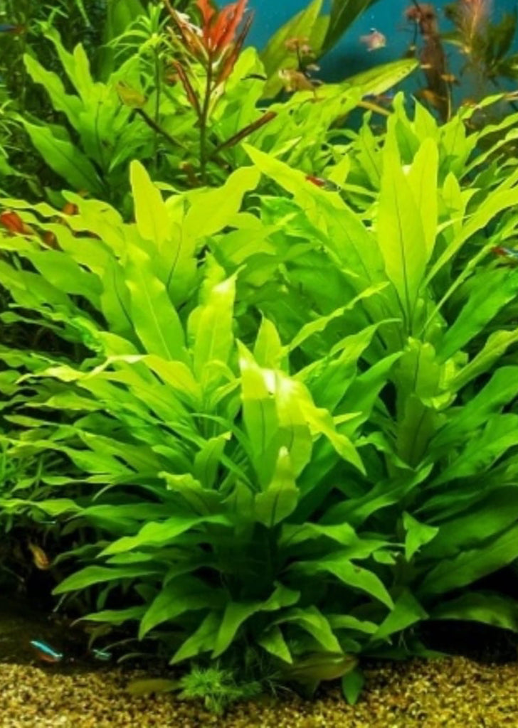 Hygrophila stricta
