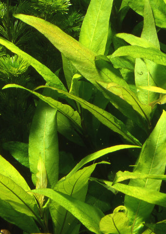 Hygrophila c. 'Stricta'