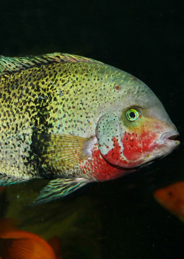 JBL ProNovo Cichlid Grano XL
