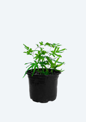 Japanese Climbing Fern