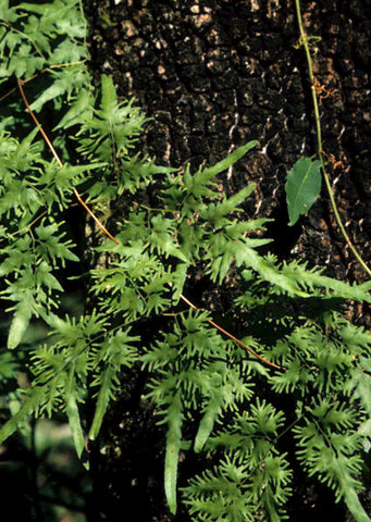 Japanese Climbing Fern