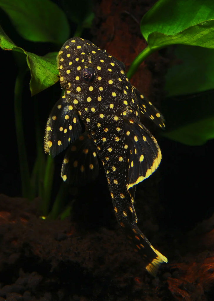 L018 Gold Nugget Pleco