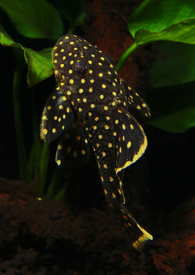 L018 Gold Nugget Pleco
