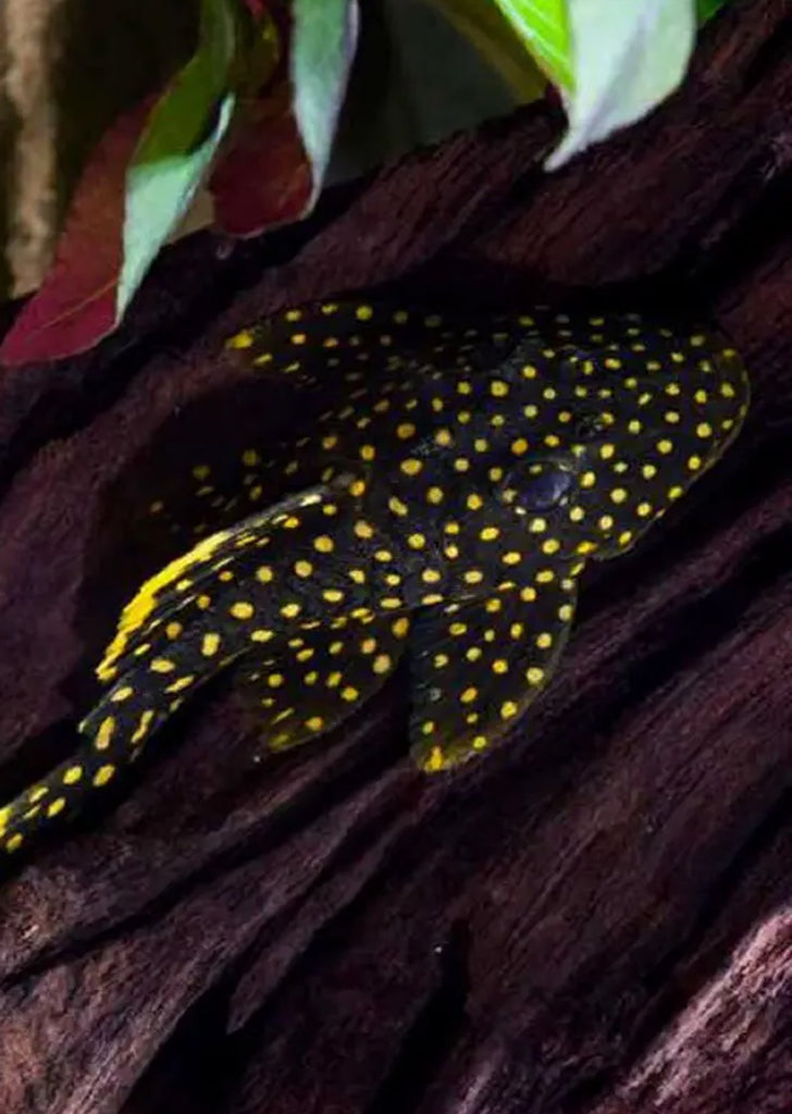 L018 Gold Nugget Pleco