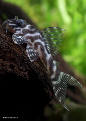 L066 King Tiger Pleco