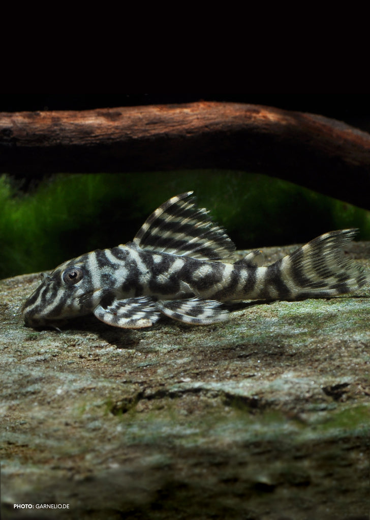 L129 Colombian Pleco