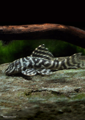L129 Colombian Pleco