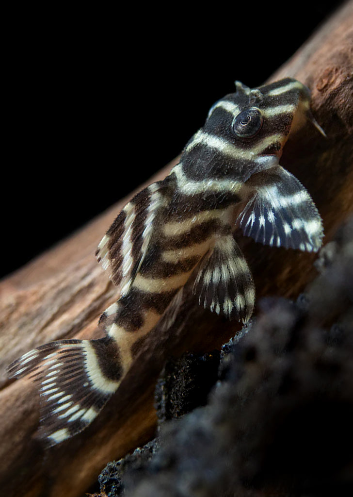 L129 Colombian Pleco