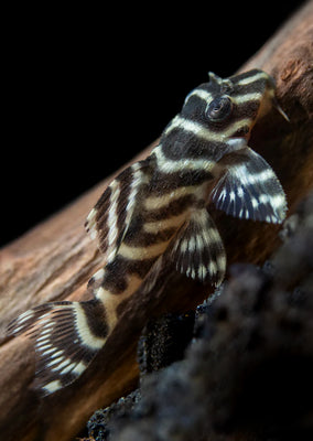 L129 Colombian Pleco