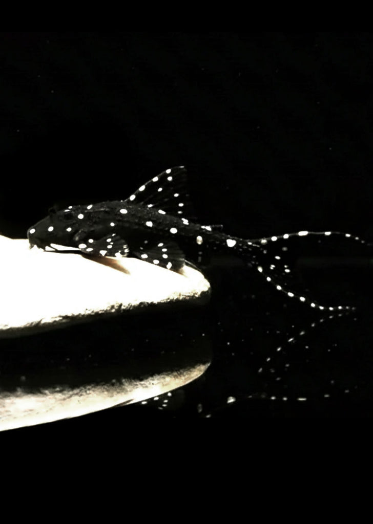L155 Polka-Dot Lyretail Pleco