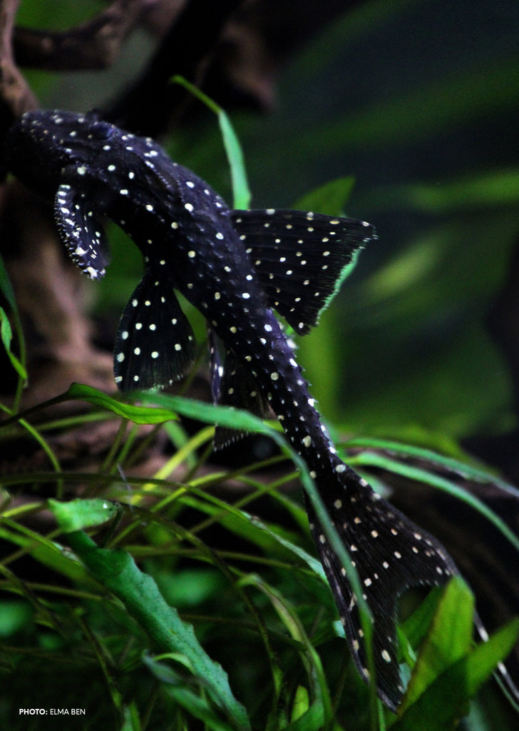 L155 Polka-Dot Lyretail Pleco