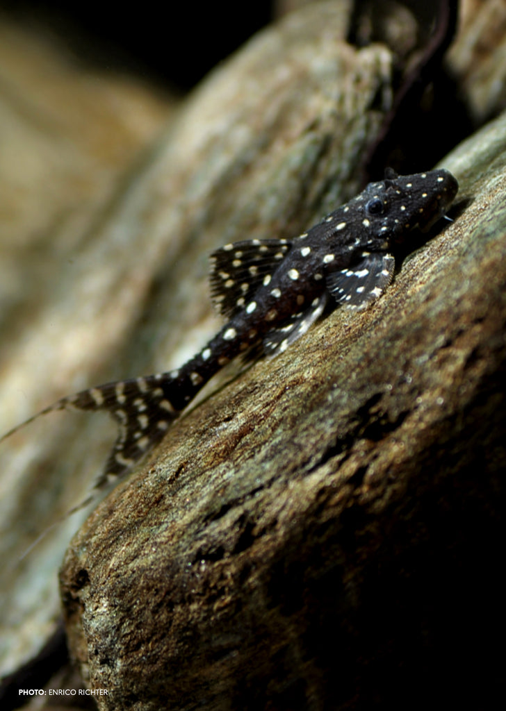 L155 Polka-Dot Lyretail Pleco