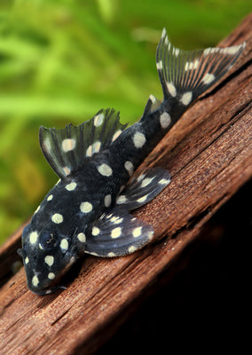 L201 Orinoco Angel Pleco