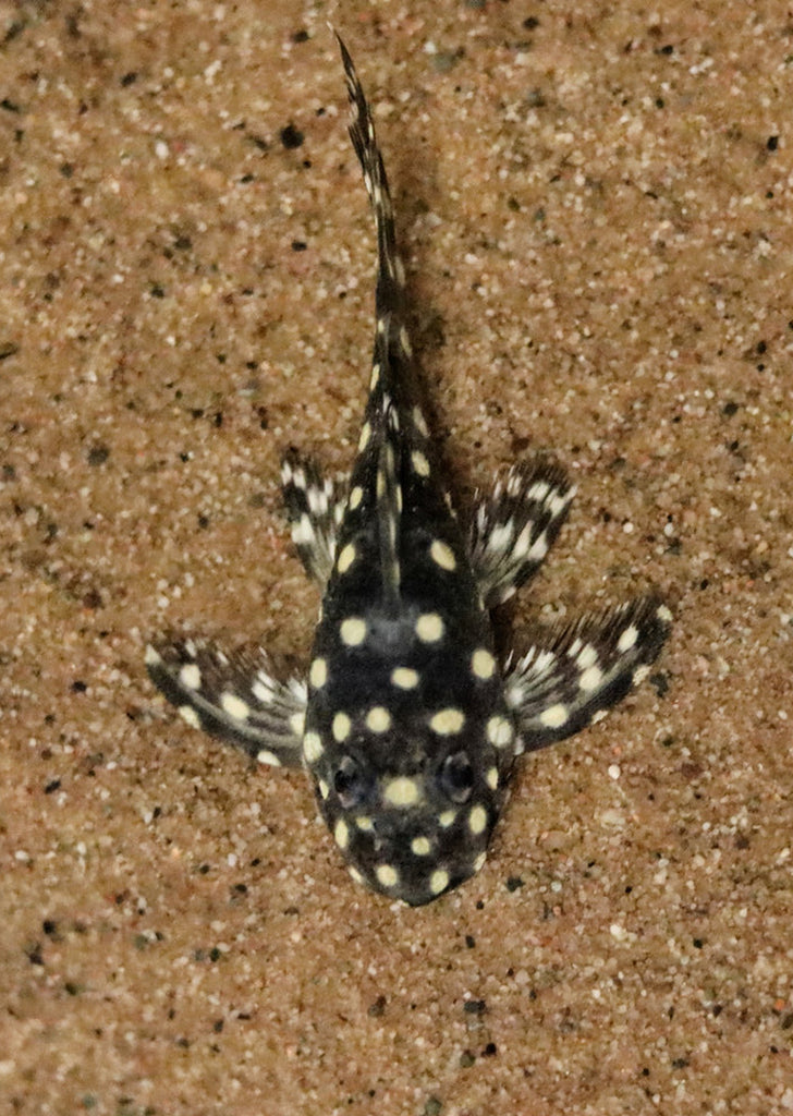 L201 Orinoco Angel Pleco