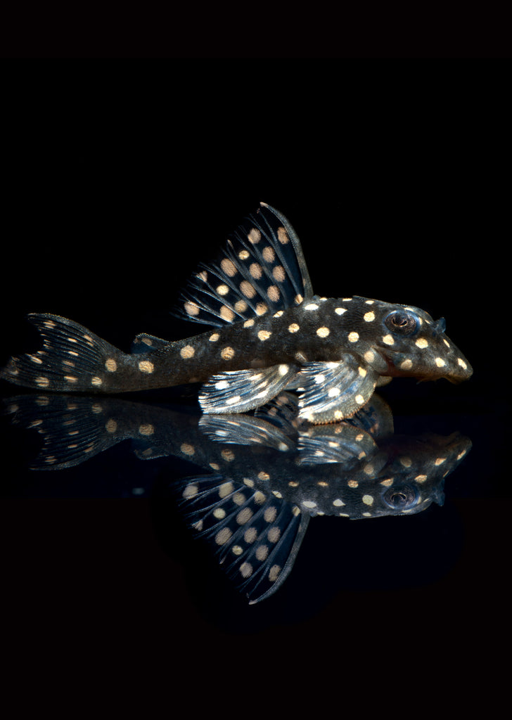 L201 Orinoco Angel Pleco