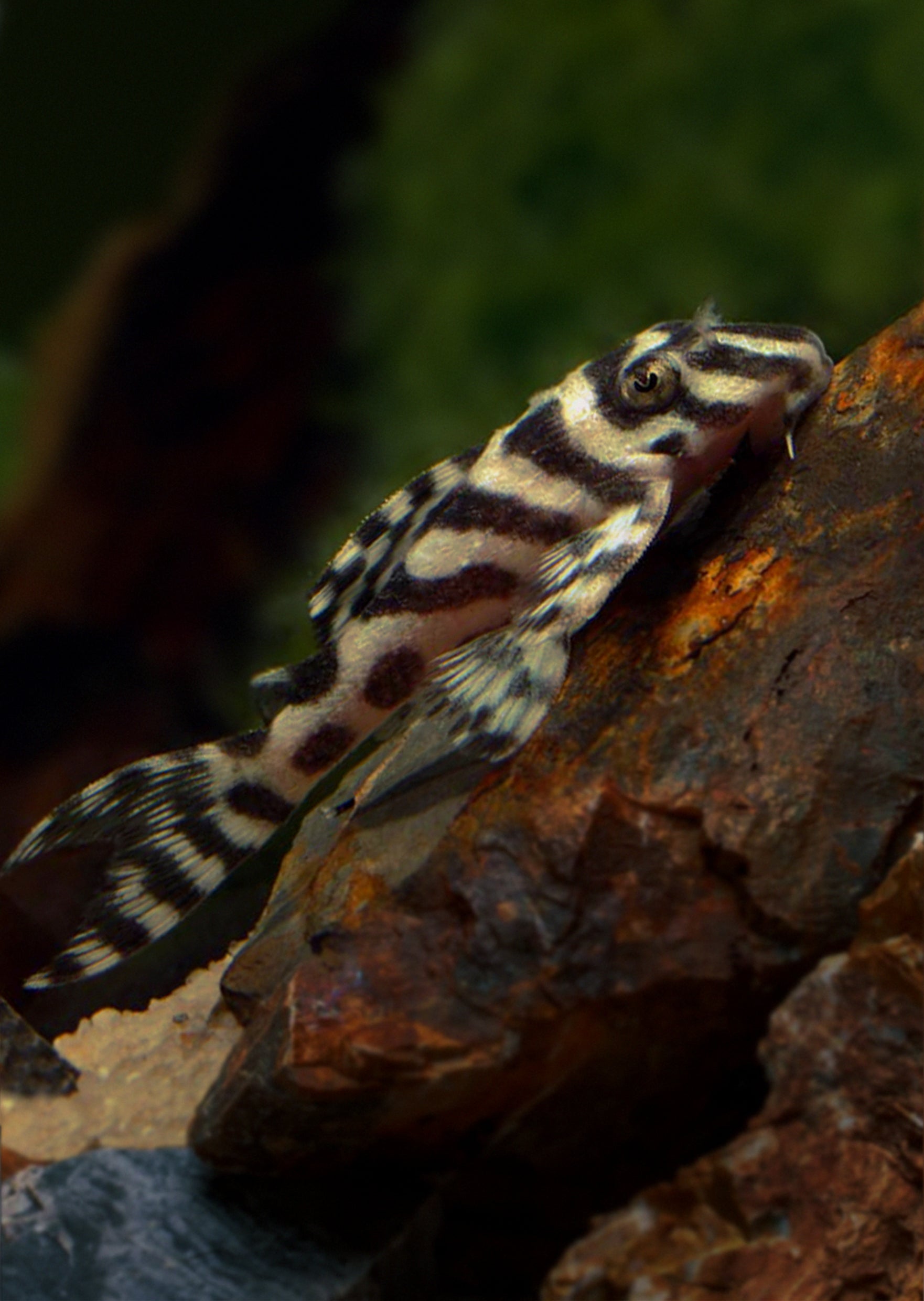 L236 Cracked Pleco | Live Tropical Fish UAE | Discus.ae