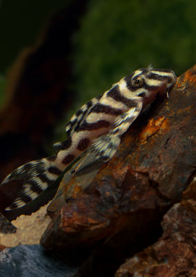 L236 Cracked Pleco