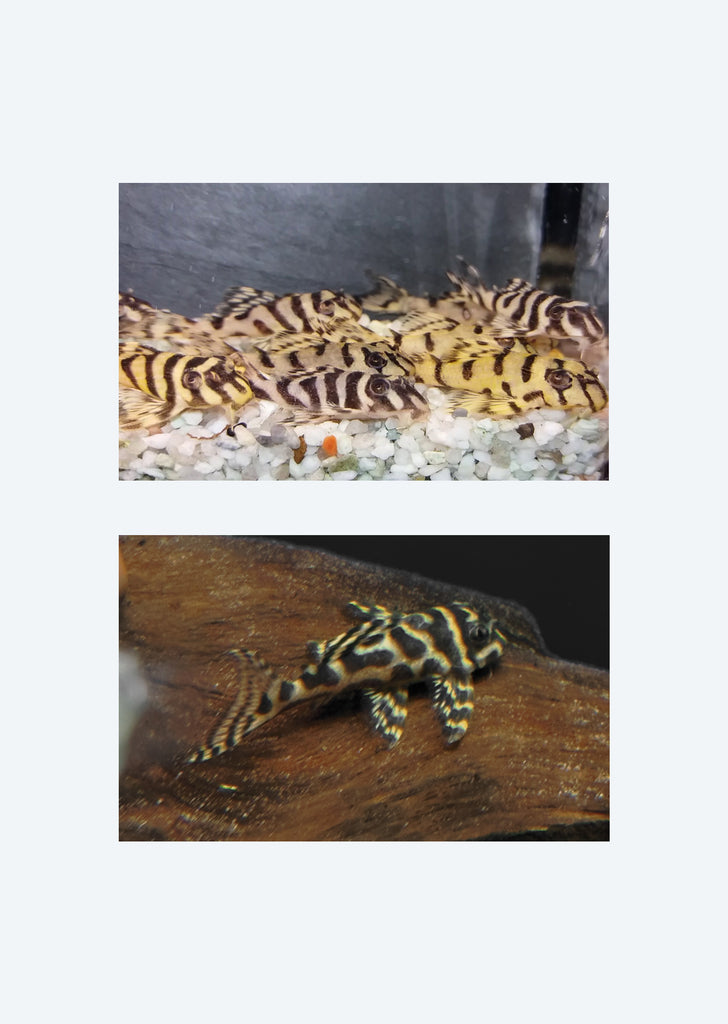 L236 Cracked Pleco