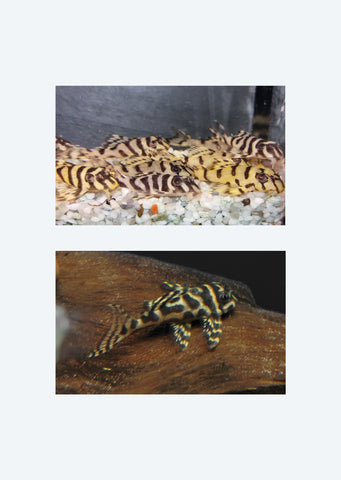 L236 Cracked Pleco