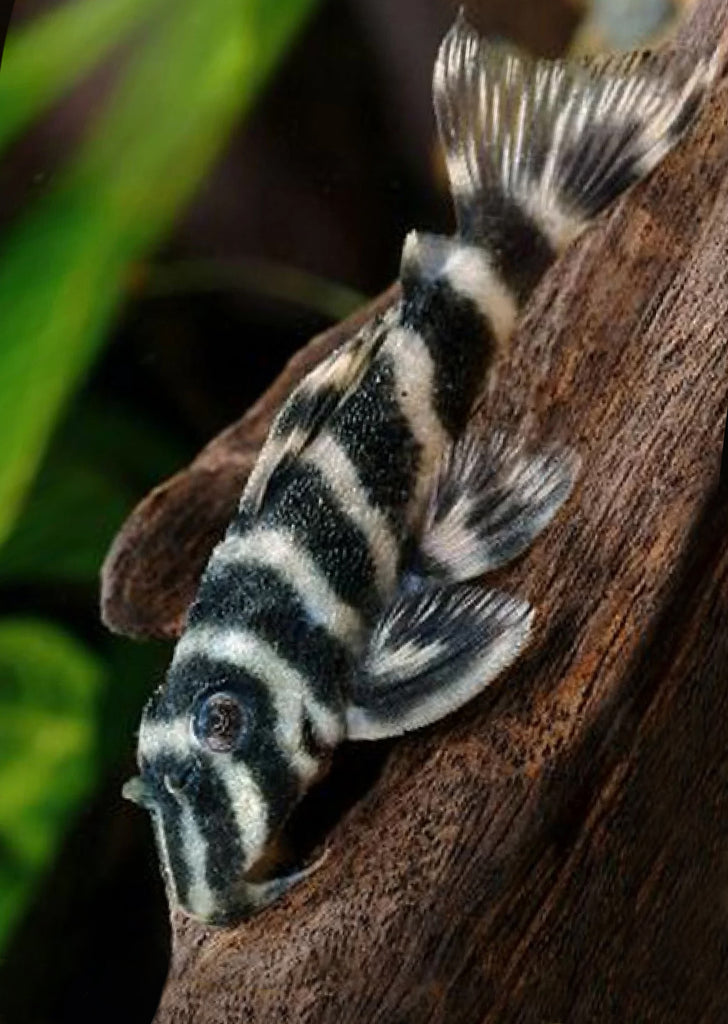 L270 Chocolate Zebra Pleco