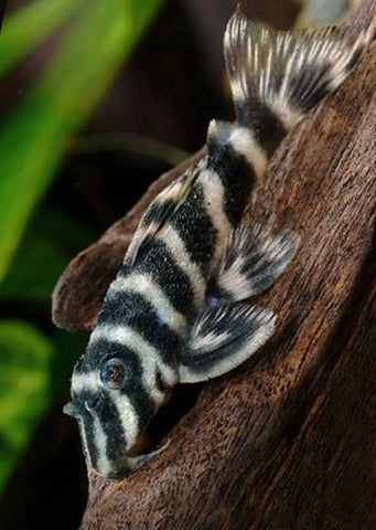 L270 Chocolate Zebra Pleco