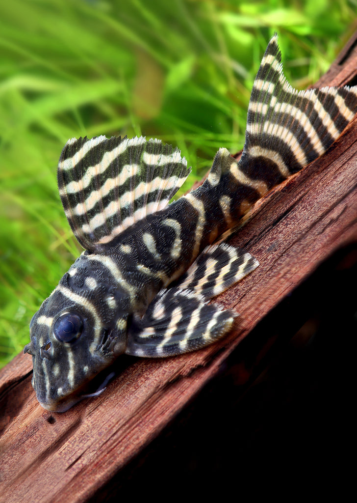 L333 King Tiger Pleco