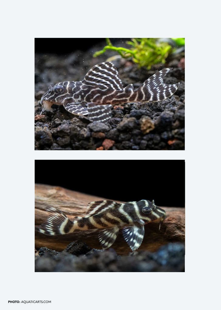 L333 King Tiger Pleco