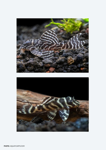 L333 King Tiger Pleco