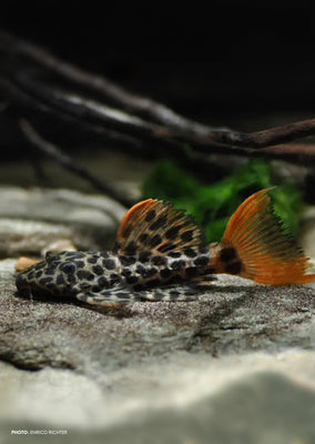 L600 Leopard Cactus Pleco