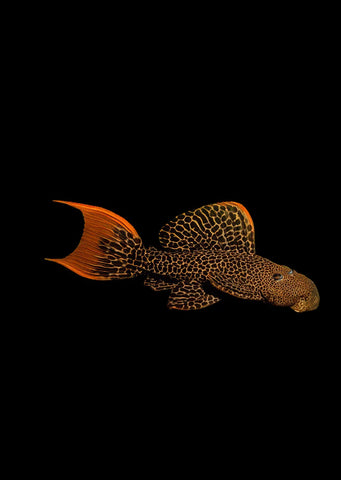 L600 Leopard Cactus Pleco