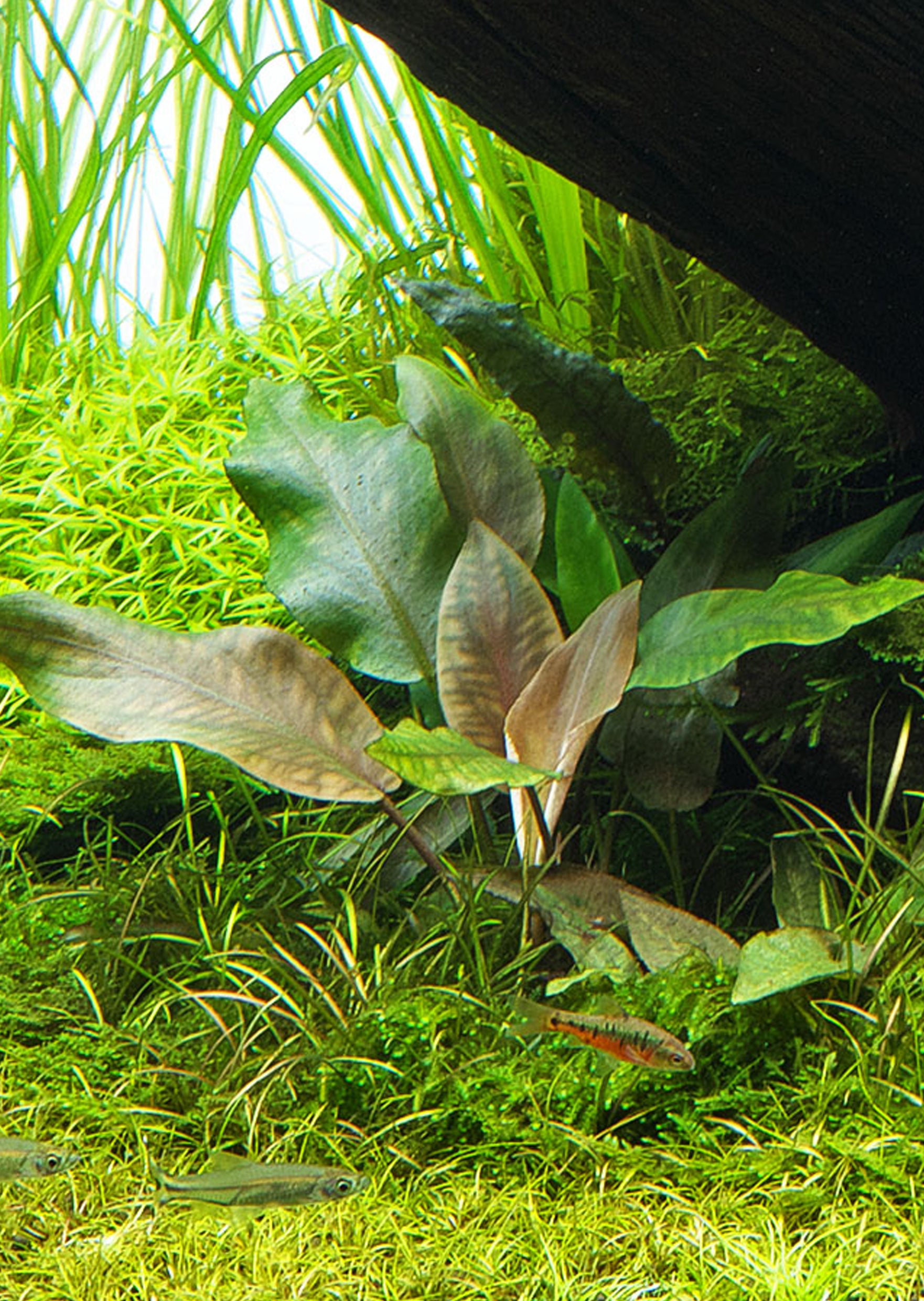 Lagenandra keralensis