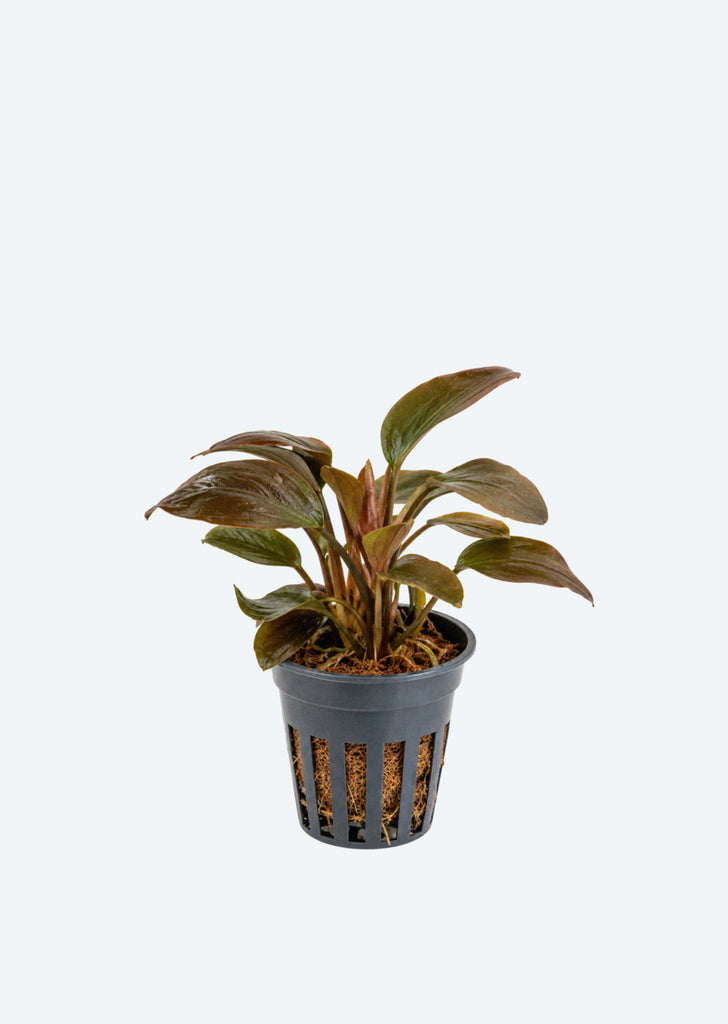 Lagenandra 'Red'