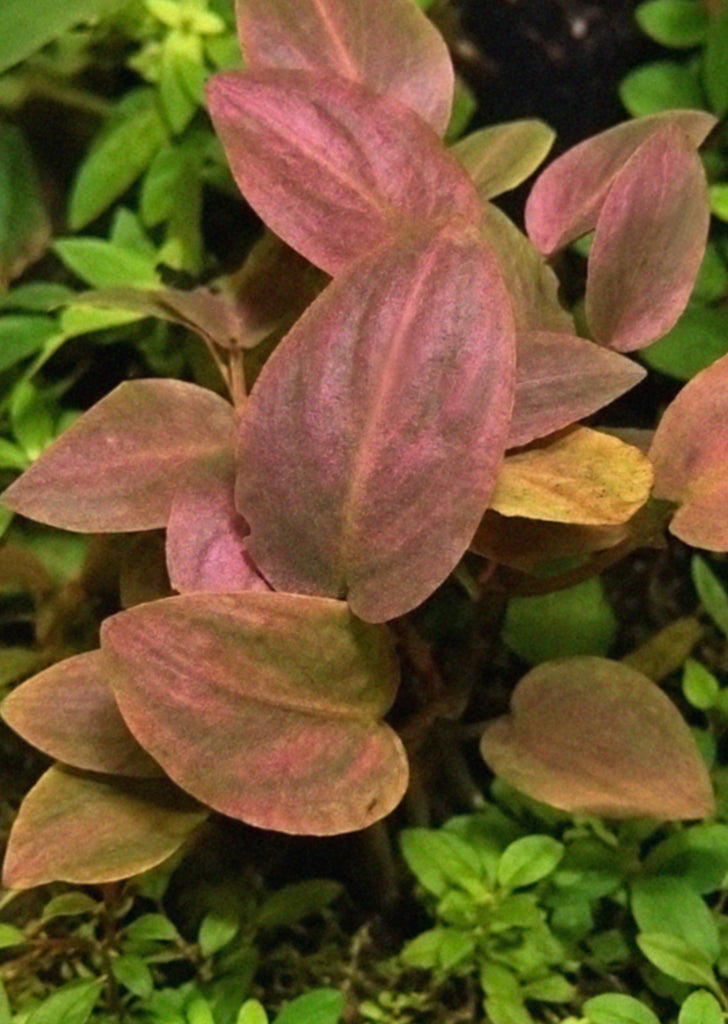 Lagenandra 'Red'