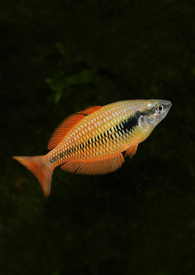 Lake Kurumoi Rainbow