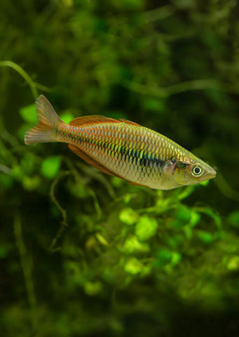 Lake Kurumoi Rainbow