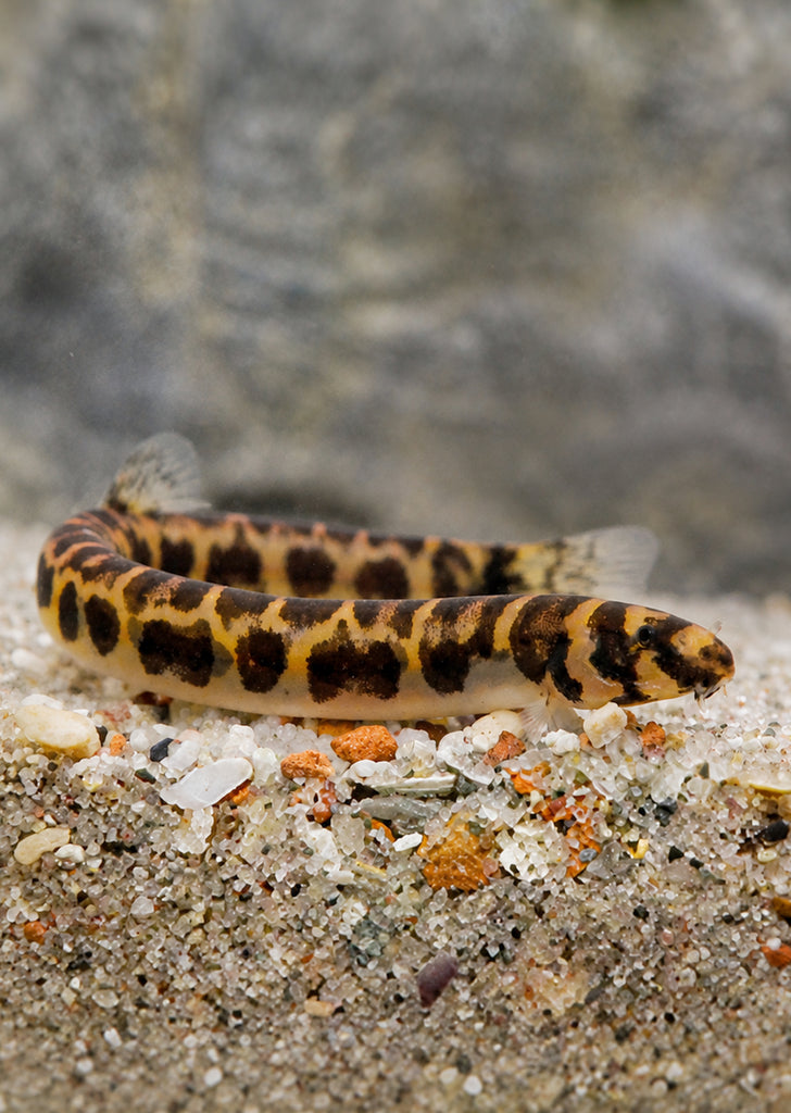 Leopard Kuhlii Loach