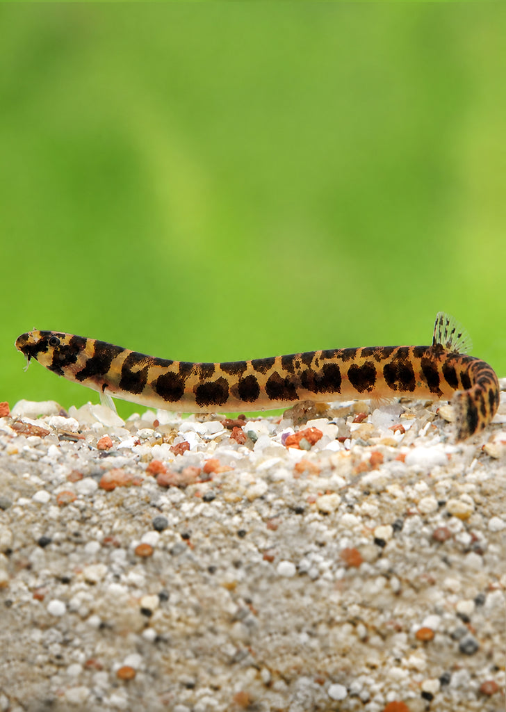 Leopard Kuhlii Loach