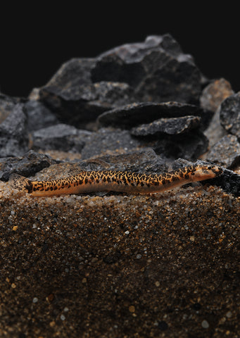 Leopard Kuhlii Loach