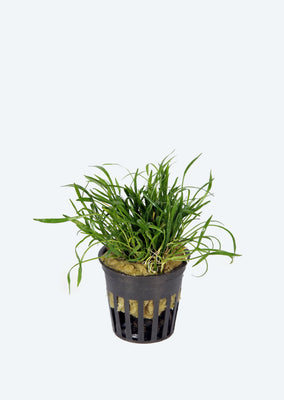 Lilaeopsis novae-zelandiae