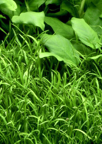 Lilaeopsis novae-zelandiae