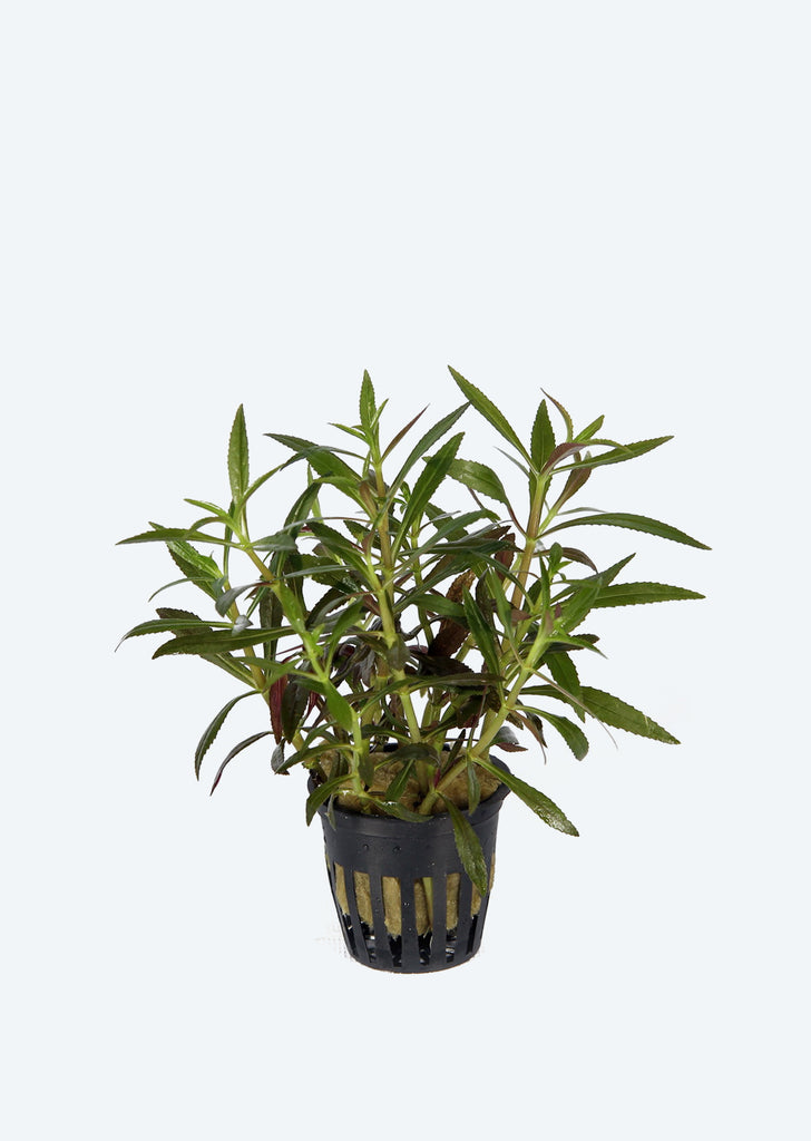 Limnophila aromatica