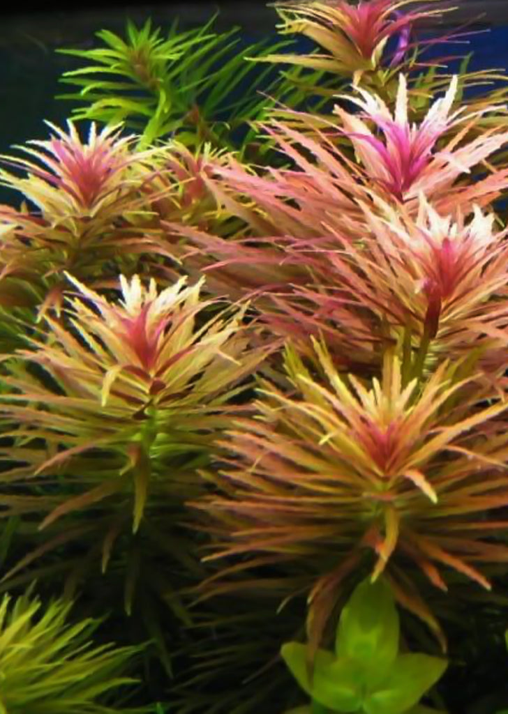 Limnophila aromatica