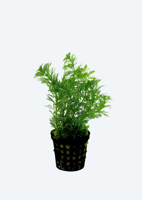 Limnophila heterophylla