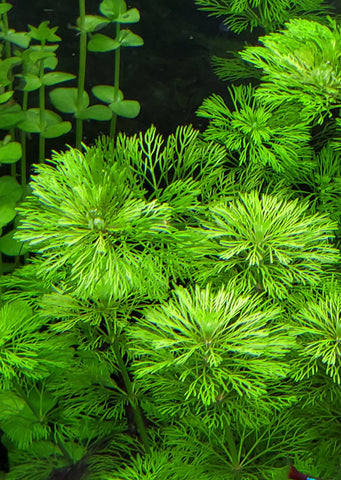 Limnophila heterophylla