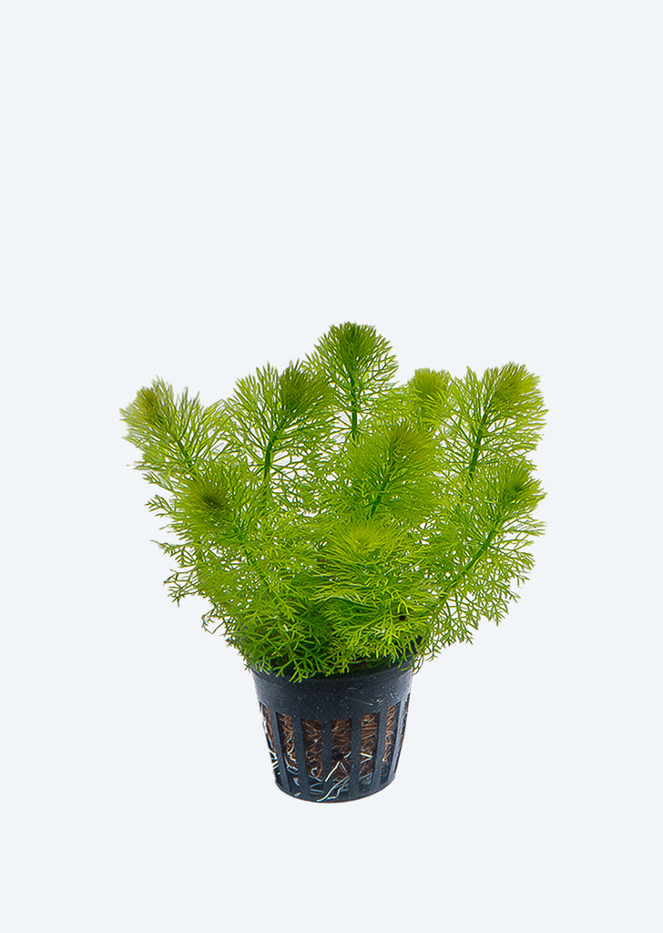 Limnophila Sessiliflora