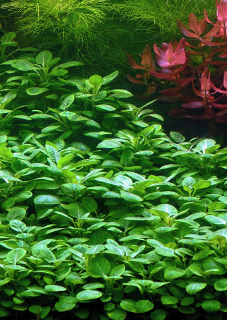 Lobelia cardinalis