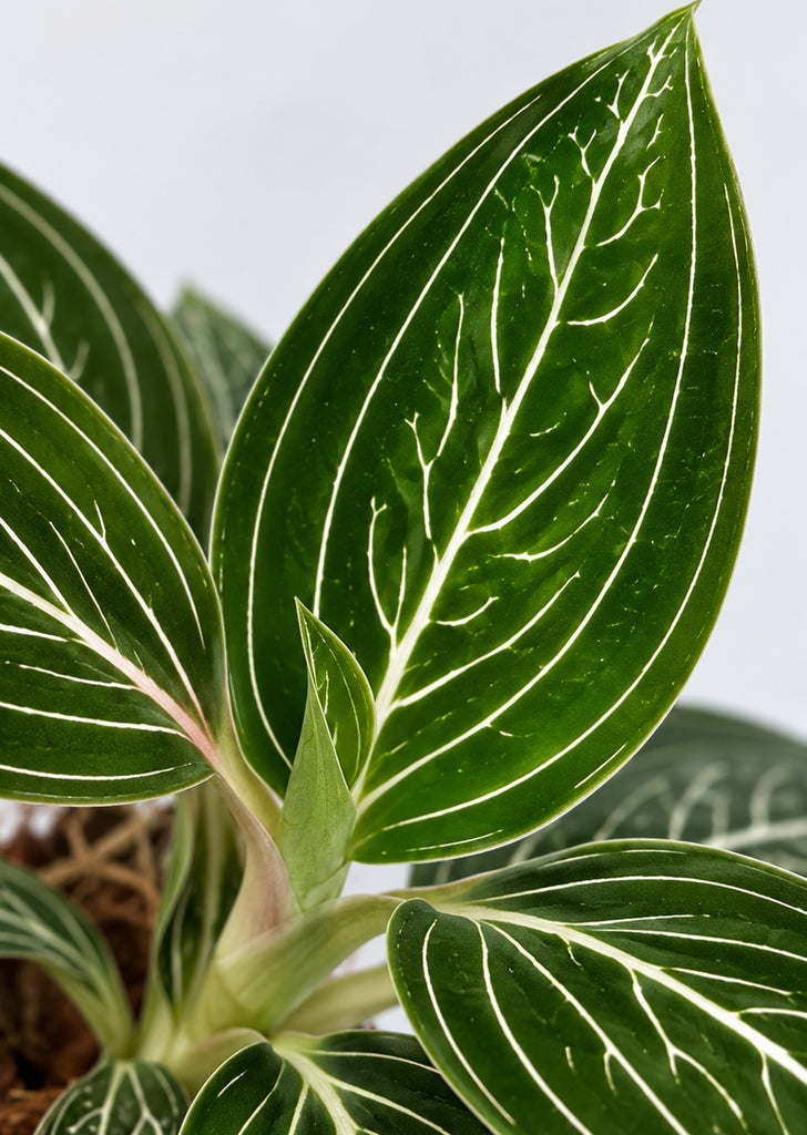 Ludisia ‘Platinum Vein’ Jewel Orchid