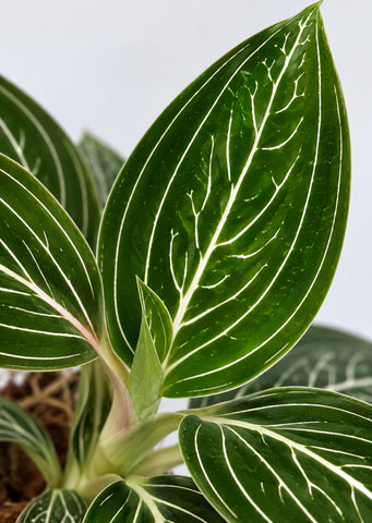 Ludisia ‘Platinum Vein’ Jewel Orchid