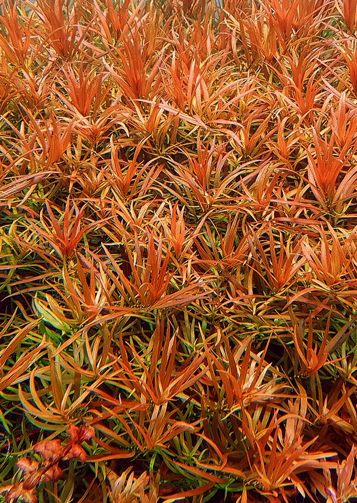Ludwigia brevipes